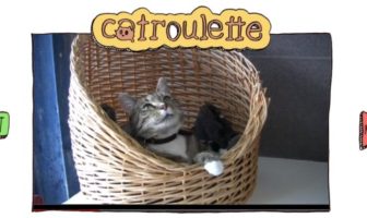 Après le CHATroulette, voici le CATroulette de Gaia et le LOLCATroulette catroulette.be, site de casting d'adoption de chats pour l'association belge Gaia