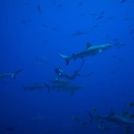pushing-the-limits-documentaire-sports-extremes-apnee-requins-shark-david-carrera