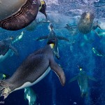 Manchots empereurs vus sous l'eau. Paul Nicklen : Bubble jetting emperors.