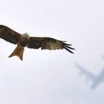 02 Un aigle vole avec un avion en fond. Owen Hearn : Flight paths.