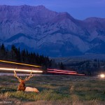 Un cerf de nuit au bord d'une route lumineuse. Vladimir Medvedev : Life in the border zone.