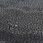 Un chien sauvage au milieu d'un désert aride. Kim Wolhuter : Dog days.