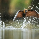 Une chauve souris boit de l'eau en volant. Ofer Levy : Fly by drinking.