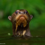 Une loutre sort la t^te de l'eau. Charlie Hamilton James : Treading water.