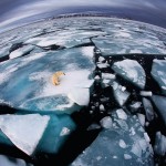 Un ours polaire perdu sur la banquise qui fond. Anna Henly : Ice matters.