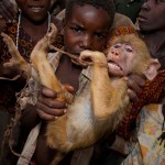Un singe terrorisé par des enfants. Jabruson : Primal fear.