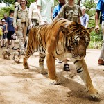 Touristes avec des tigres en Malaisie. Melisa Lee : The tourist tiger trail.