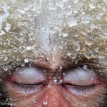 Gros plan sur le visage d'un singe qui ferme les yeux. Jasper Doest : Relaxation.