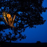 Lion sur son arbre éclairé par un spot dans la nuit. Joel Sartore : Lion in the spotlight.