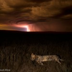 Lionne éclairée par un ciel orageux. Hannes Lochner : Lion by lightning.
