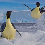 Des pingouins sautent sur la banquise. Paul Nicklen : Frozen moment.