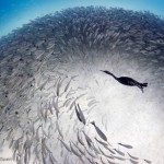 Cormoran chasse dans un banc de poissons. Cristobal Serrano : The eye of the baitball. Concours photo Veolia Environnement Wildlife Photographer of the Year 2012.