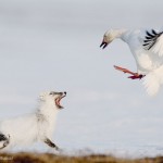 Un oiseau attaque un renard blanc. Sergey Gorshkov : The duel.