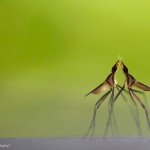2 insectes s'embrassent sur fond vert. Klaus Tamm : Sizing up.