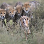 Gazelle poursuivie par 4 jeunes guépards. Grégoire Bouguereau : Practice run.