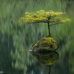 Arbre sur un rocher, reflet dans l'eau. Adam Gibbs : Fairy Lake fir.