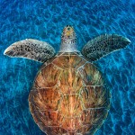 Tortue de mer. Jordi Chias : Turtle gem.