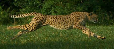 Record du monde de course de guépard en SlowMotion [Cheetahs on the Edge]