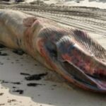 baleine-rorqual-cetace-echoue-plage-sables-olonne-vendee-01