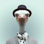 Zoo Portraits : photos d'animaux fashion habillés. Autruche avec un foulard et un chapeau melon.