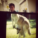 desk-safari-11-kangourou