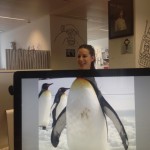 desk-safari-15-pingouin