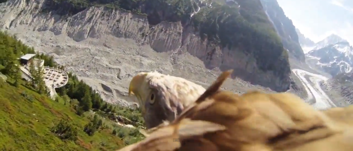 Aigle filmé par une gopro sur mer de glace à chamonix