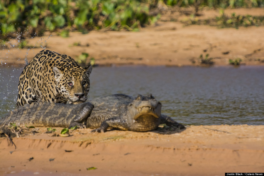 Un jaguar attaque un caïman au Brésil. Photo par JUSTIN BLACK / CATERS NEWS.