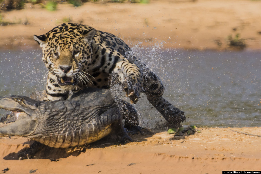 Un jaguar attaque un caïman au Brésil. Photo par JUSTIN BLACK / CATERS NEWS.