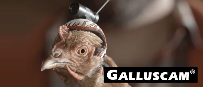 Pub LG G2 : poule avec une caméra Galluscam !
