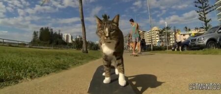 Un chat qui fait du skateboard - planche à roulette
