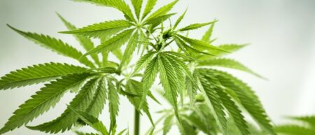 cannabis : un plan de marijuana