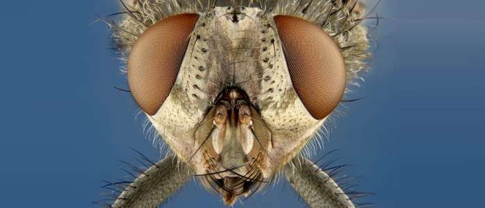 nikon small world photo au microcscope mouche fly