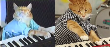 keyboard cat le chat qui joue du piano
