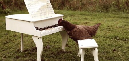 une poule joue du piano