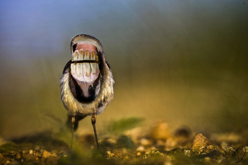 big-mouth-birds-oiseau-bouche-dents-sarah-deremer-06
