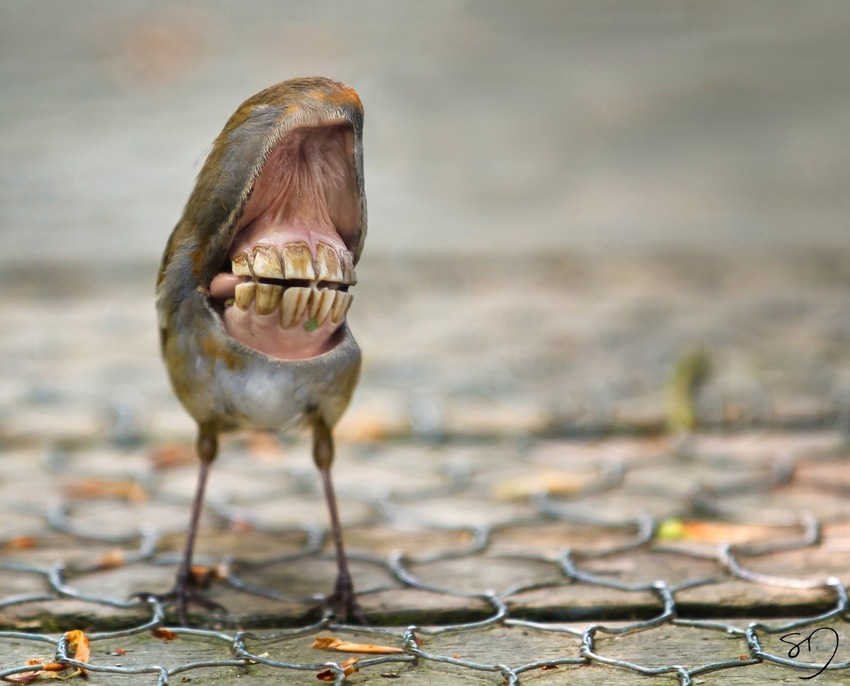 big-mouth-birds-oiseau-bouche-dents-sarah-deremer-11