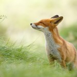 Zen Fox : Wishing you a Wonder... by Roeselien Raimond on 500px