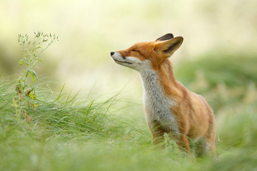 Zen Fox : Wishing you a Wonder... by Roeselien Raimond on 500px