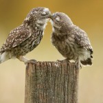 little kiss by Mark Bridger on 500px