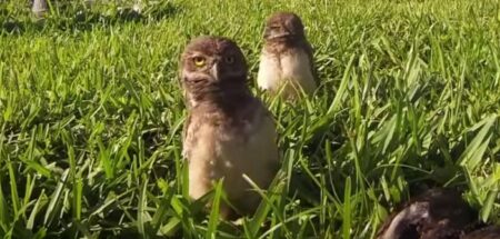 bebe hibou danse
