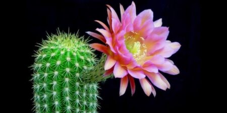 eclosion d'une fleur de cactus echinopsis