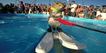 twiggy, l'écureuil qui fait du ski nautique