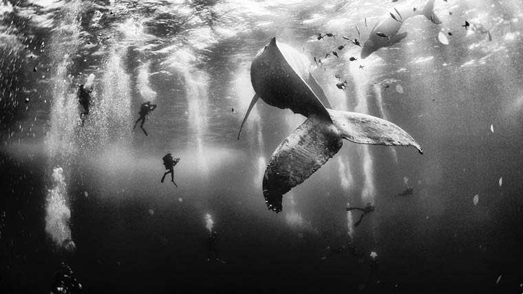Whale Whisperers - Anuar Patjane