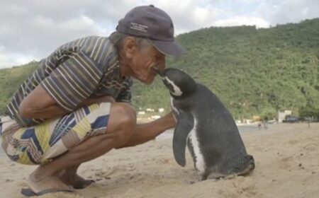 L'incroyable histoire d'amitié entre un homme et un pingouin