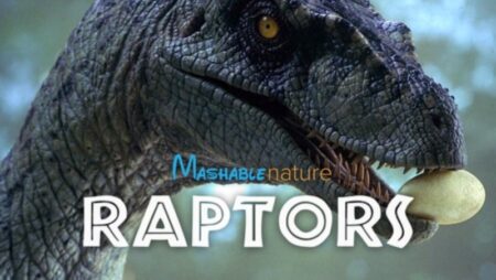 Mashable nature raptors