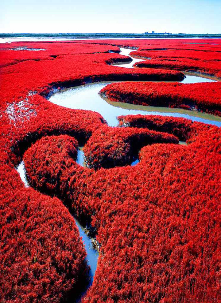 La plage rouge de Panjin, Chine
