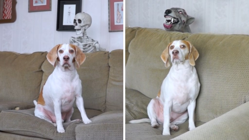 halloween chien zombie squelette