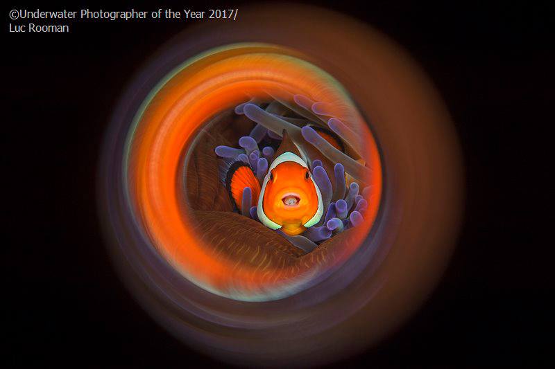 Macro COMMENDED: Clownfish Swirl by Luc Rooman
