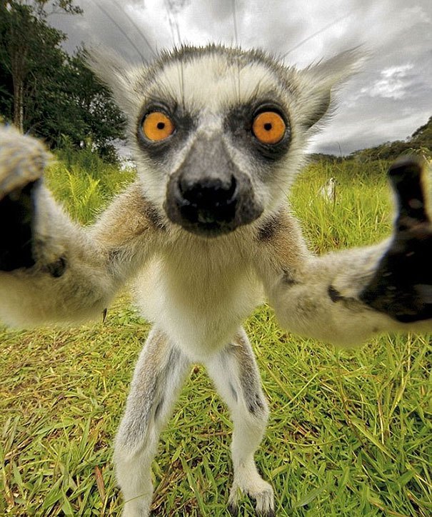 20 Photos Tr s Dr les D animaux Qui Se Prennent En Selfie 20 Photos Tr s Dr les D animaux Qui Se Prennent En Selfie